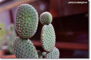 仙人掌在线观看,揭秘仙人掌在线观看之旅